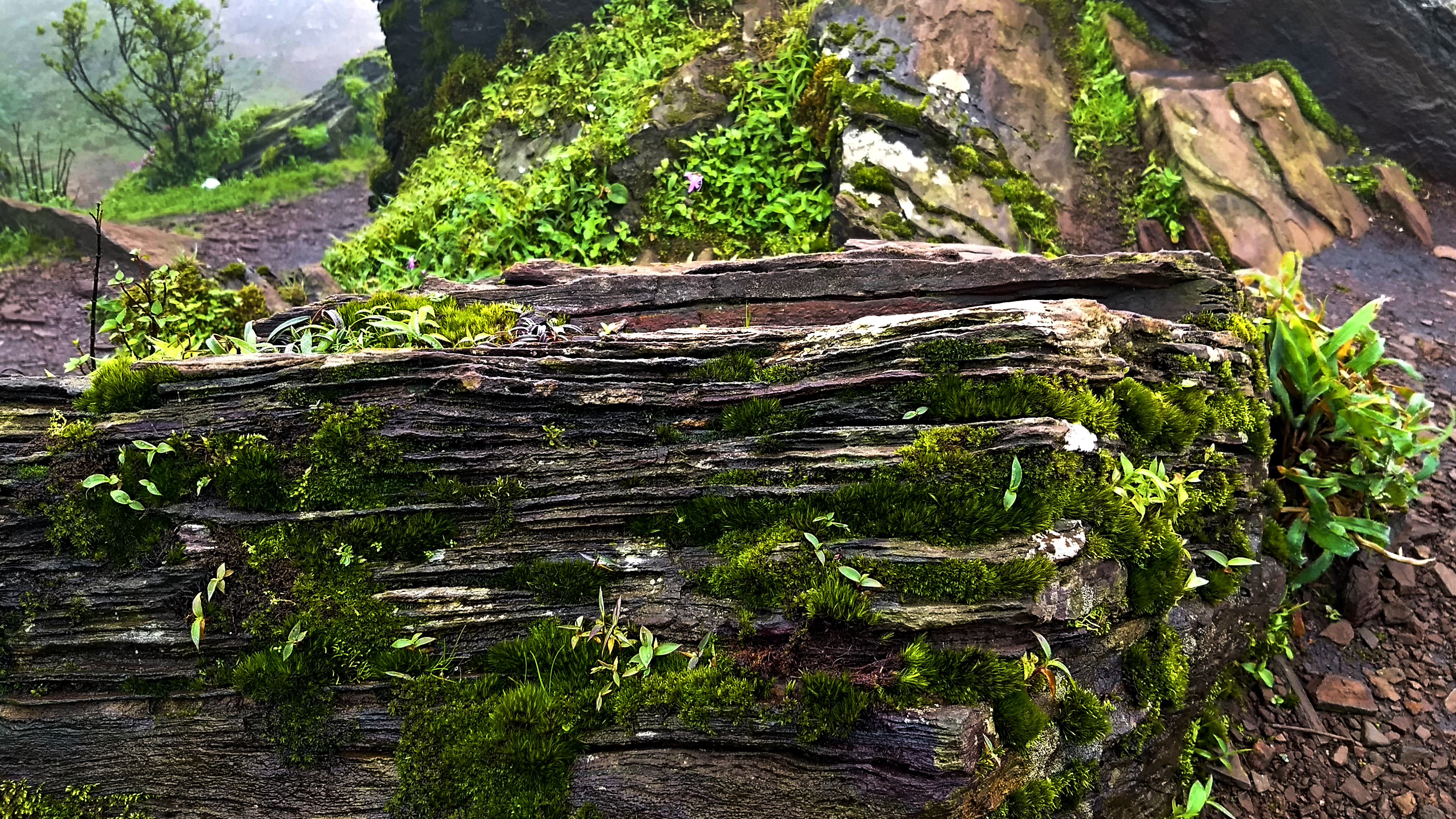 Mullayangiri Trek Chikmagalur